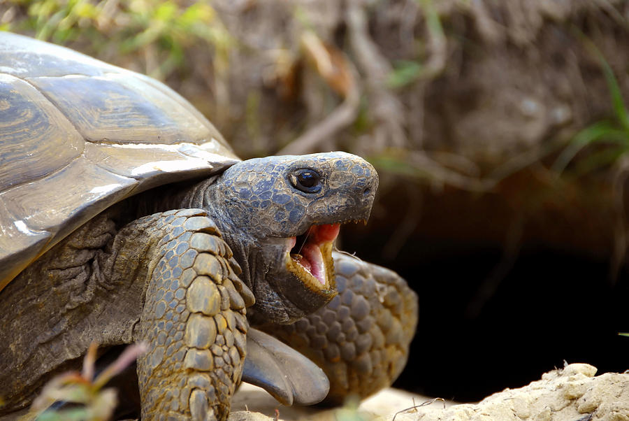 The great Gopher Tortoise Photograph by David Lee Thompson