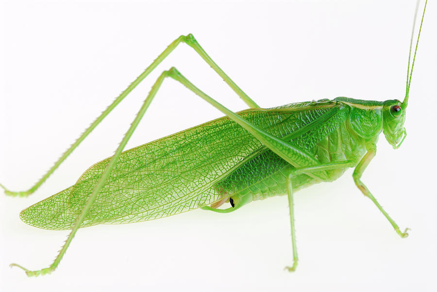 The Great Green Grasshopper Tettigonia Viridissima On White Photograph By Reimar Gaertner