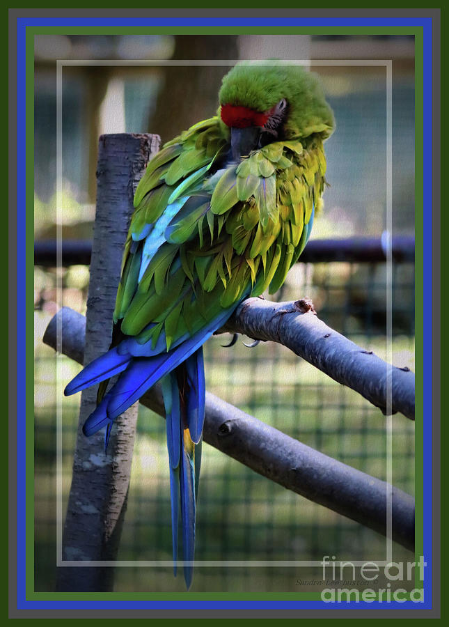The Great Green Macaw, Framed Photograph by Sandra Huston