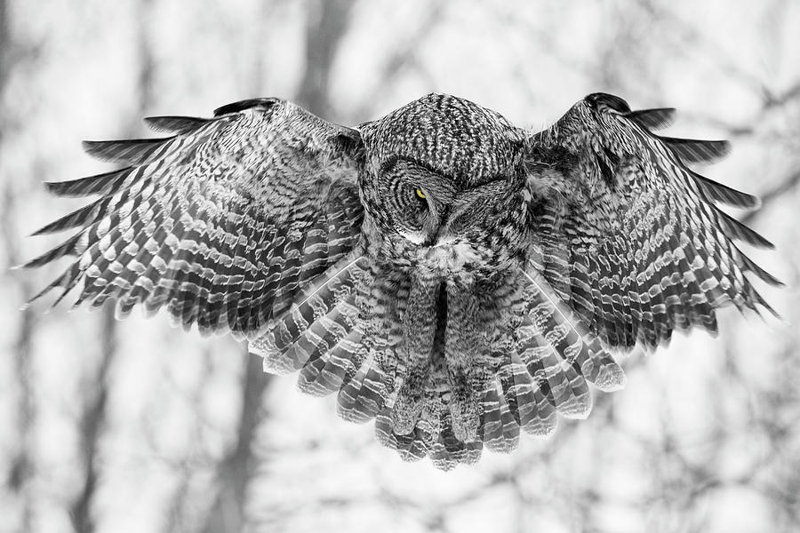 The Great Grey Owl In Black And White