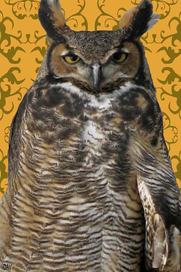 The Great Hored Owl Photograph by Debra     Vatalaro