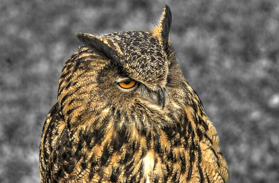 Owl Photograph - The great horned owl a3 by John Straton