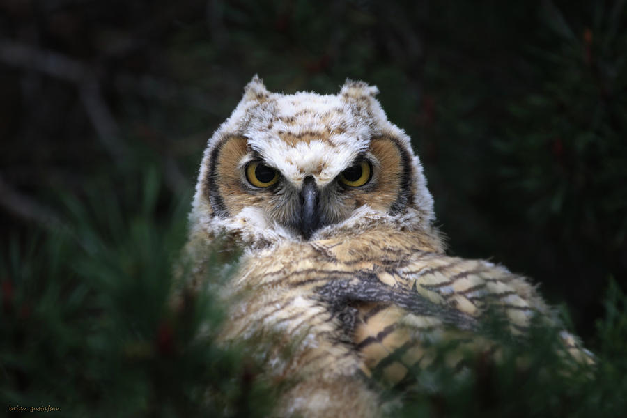 The Great Horned Owl Photograph by Brian Gustafson