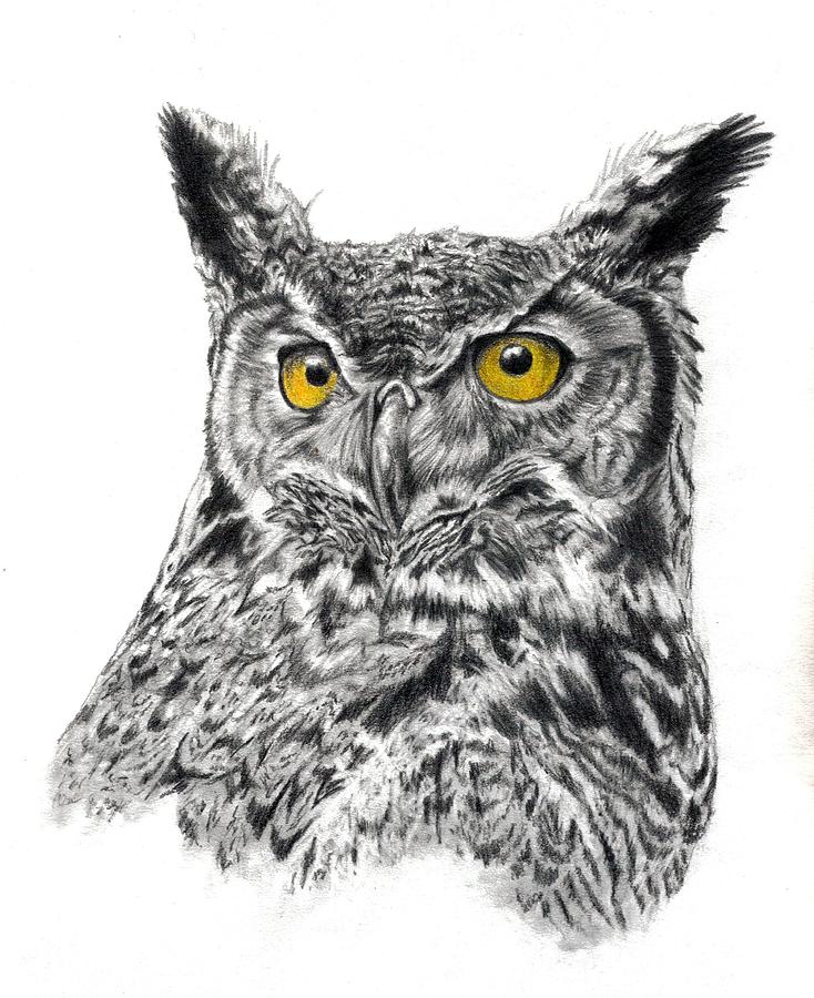 How to draw an owl uing step-by-step lessons with Da Vinci Eye App