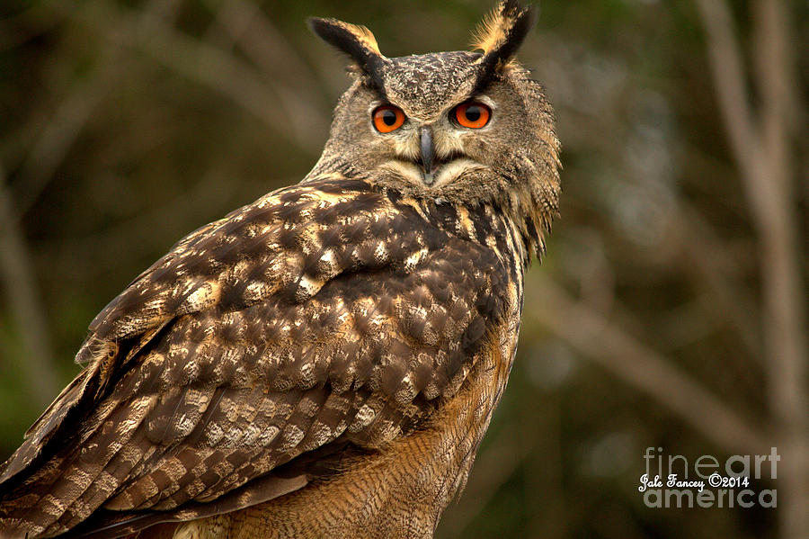 The Great Horned Owl Photograph by Jale Fancey