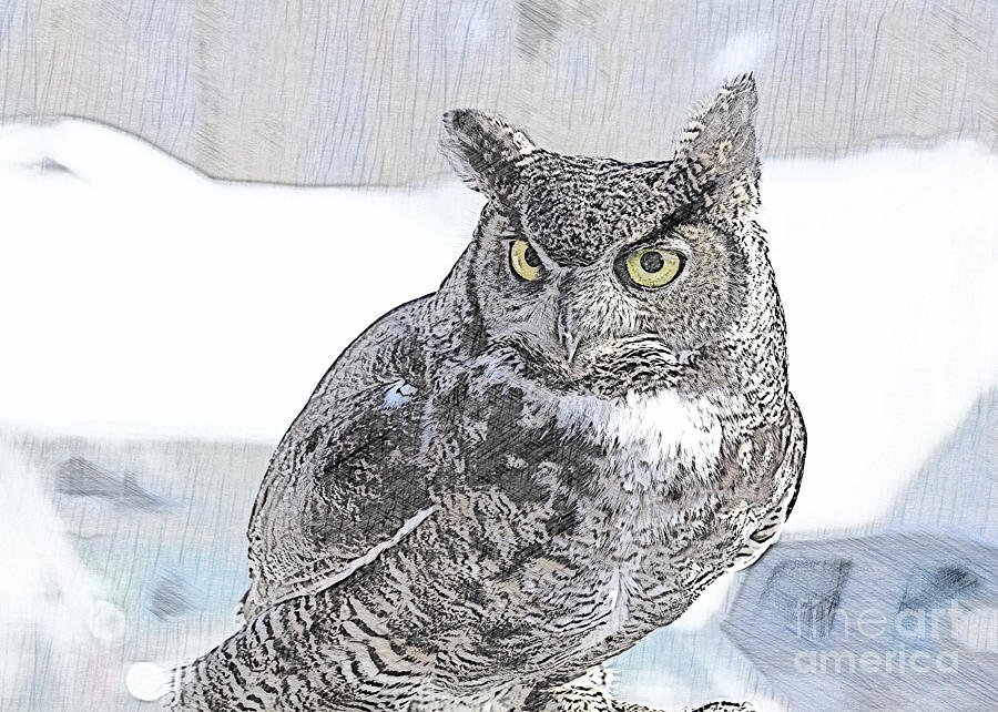 The Great Horned Owl Digital Art