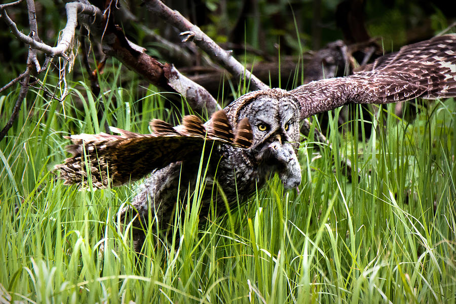 Owl Photograph - The Great Hunt by Ryan Smith