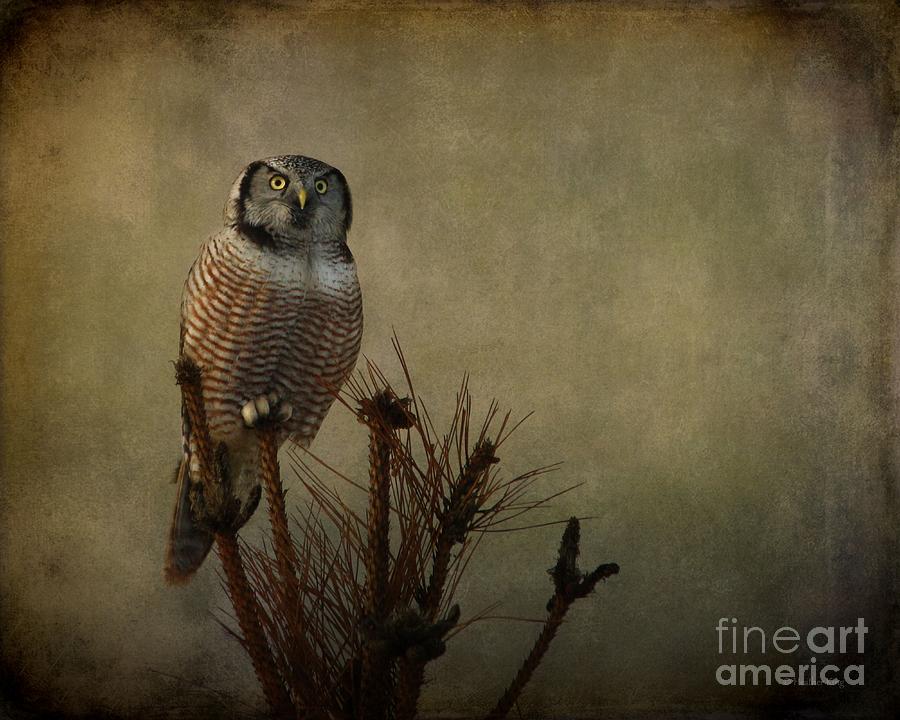 Owl Photograph - The great orator by Heather King