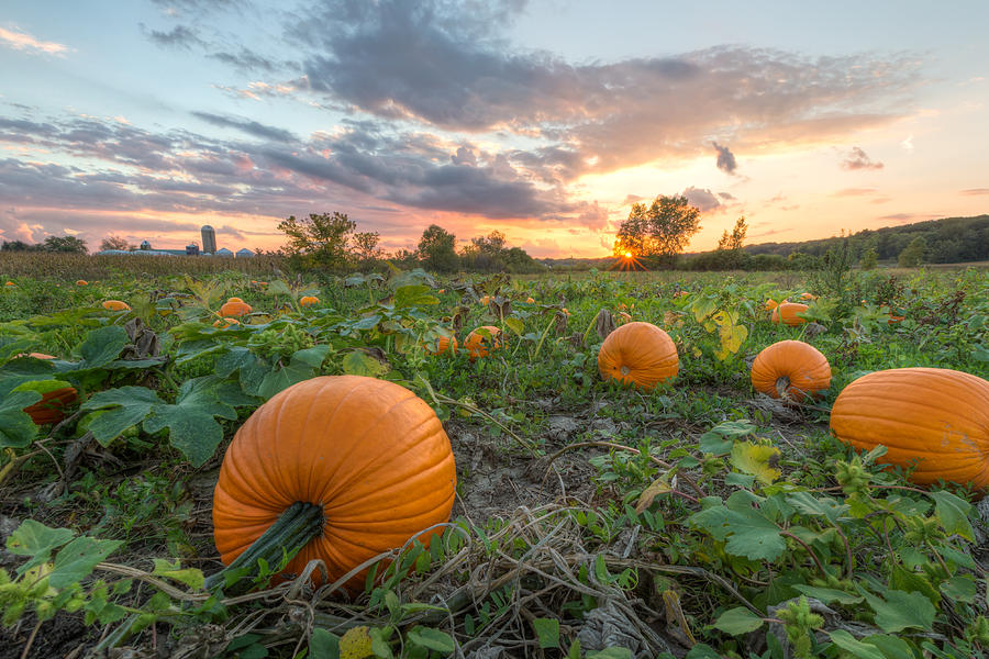 The Great Pumpkin Photograph by Paul Schultz