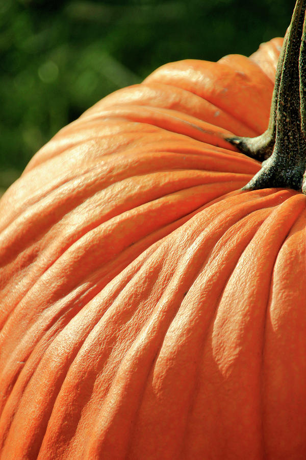 The Great Pumpkin Photograph by Pauline Darrow | Pixels