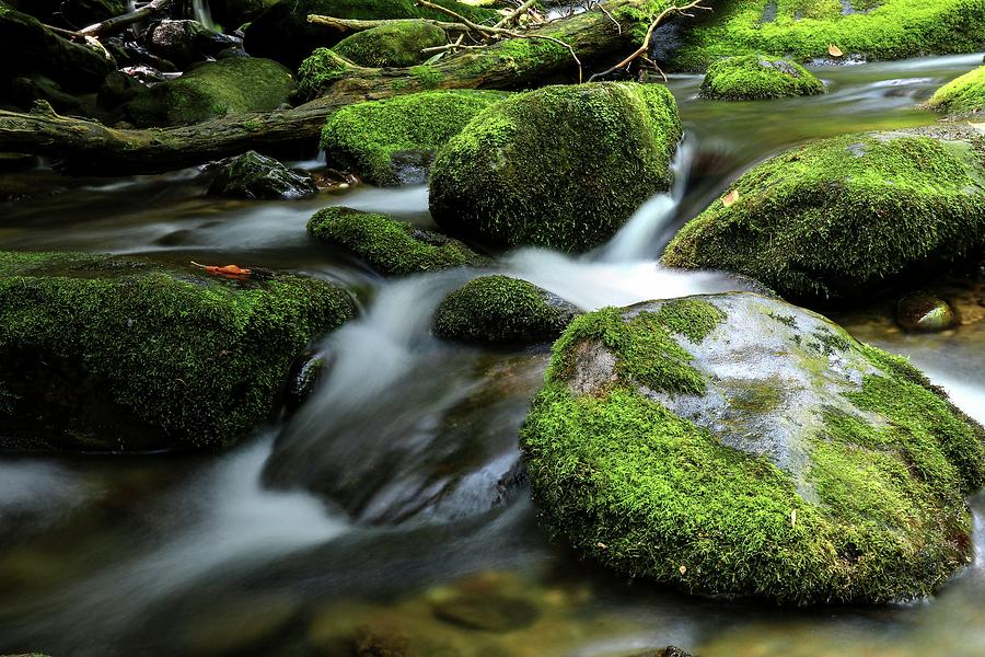 The Great Smoky Mountains National Park Mossy Boulders Photograph by Carol Montoya