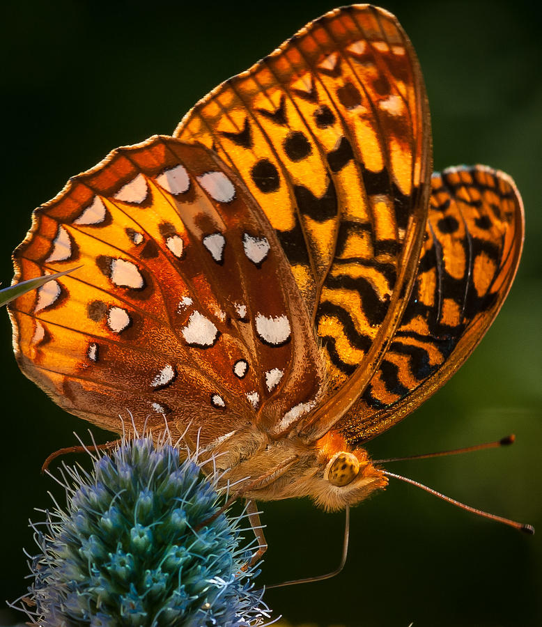 The Great Spangled Fritillary Photograph by Heather Hubbard