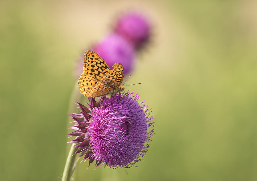 The Great Spangled Fritillary Photograph by Thomas Young
