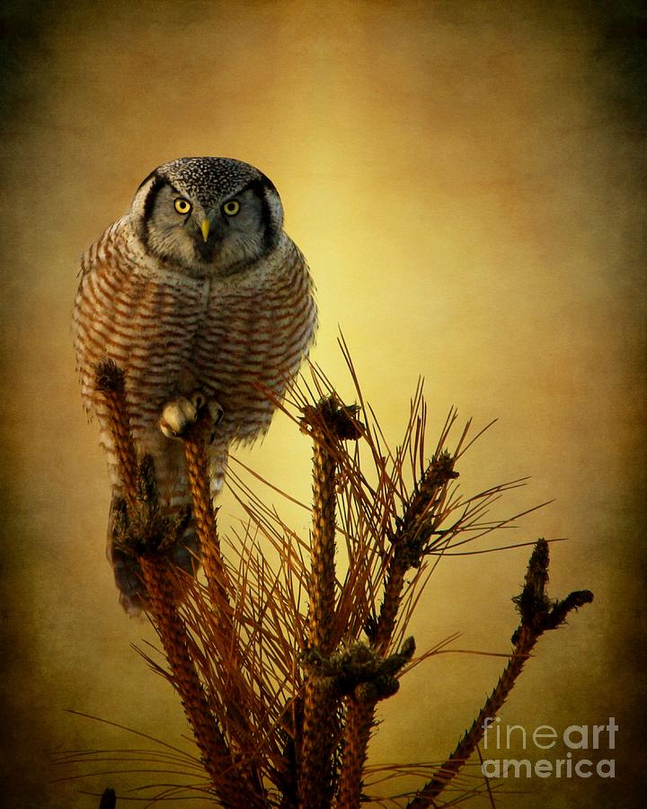 Owl Photograph - The great stare down by Heather King