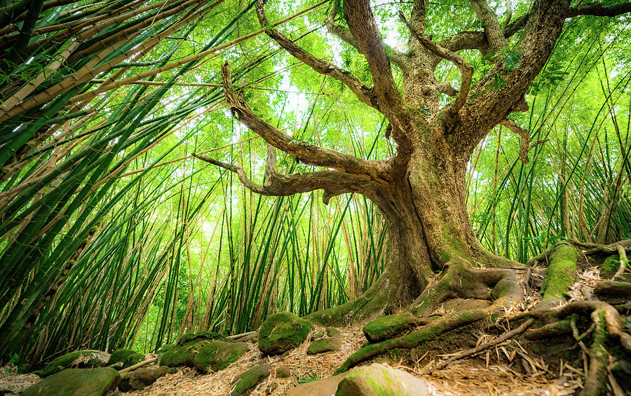 The Great Tree by T Brian Jones The Great Tree by T Brian Jones