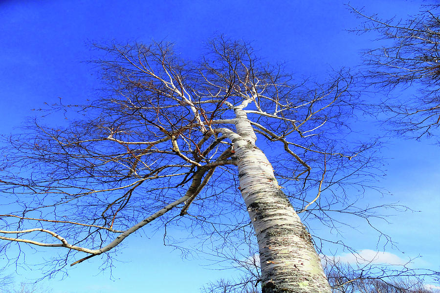 The Great White Birch Photograph