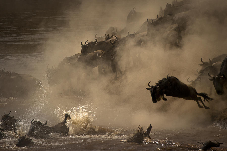 The Great Wildebeest Migration Photograph by Adrian Wray