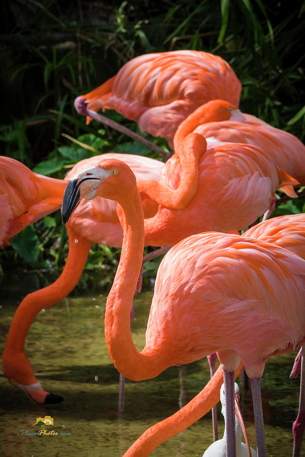 The Greater Flamingo Photograph by Jim Thompson