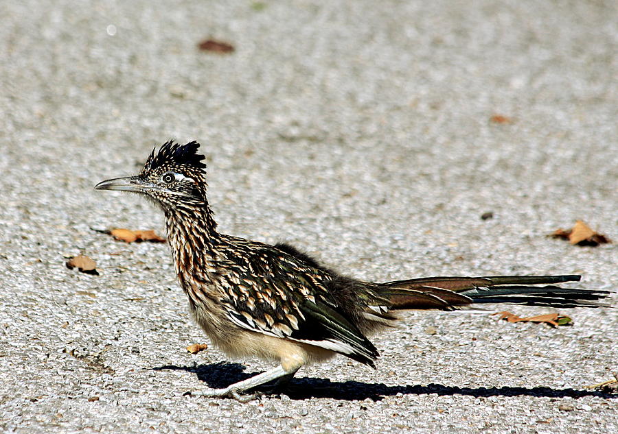 The Greater Roadrunner Photograph by Sheila Brown