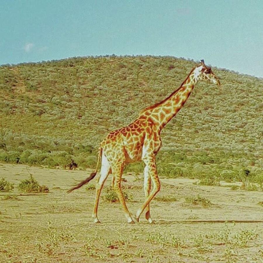 Giraffe Photograph - The Greatest Showman by Risa Ishitani