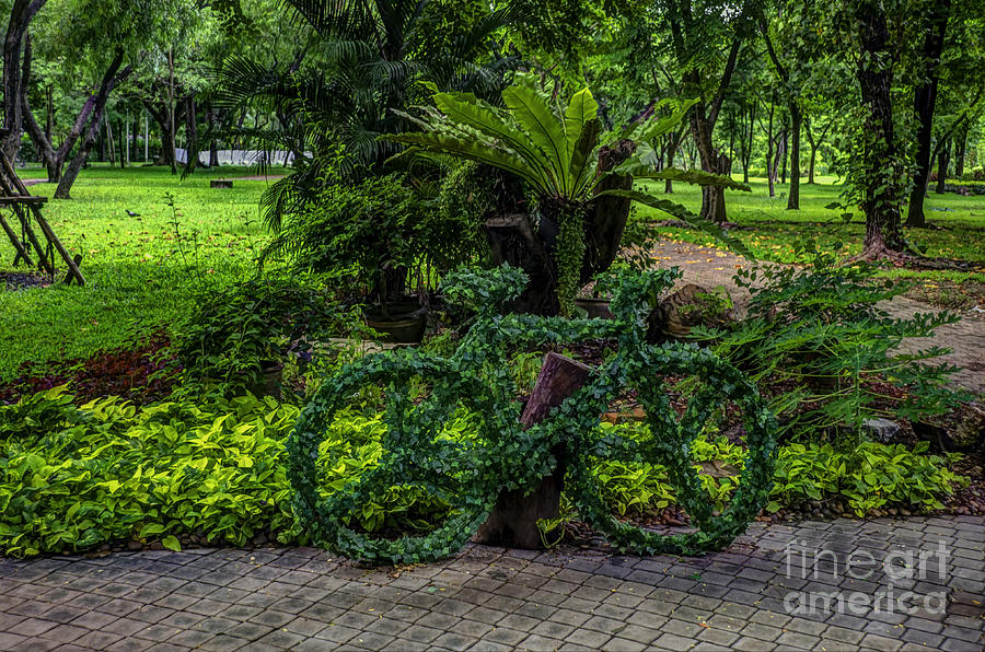 Tree Photograph - The Green Bicycle by Michelle Meenawong
