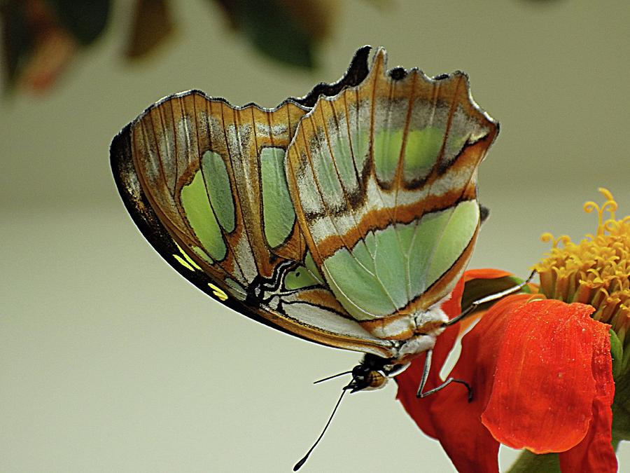 The Green Butterfly Photograph by Karen McKenzie McAdoo
