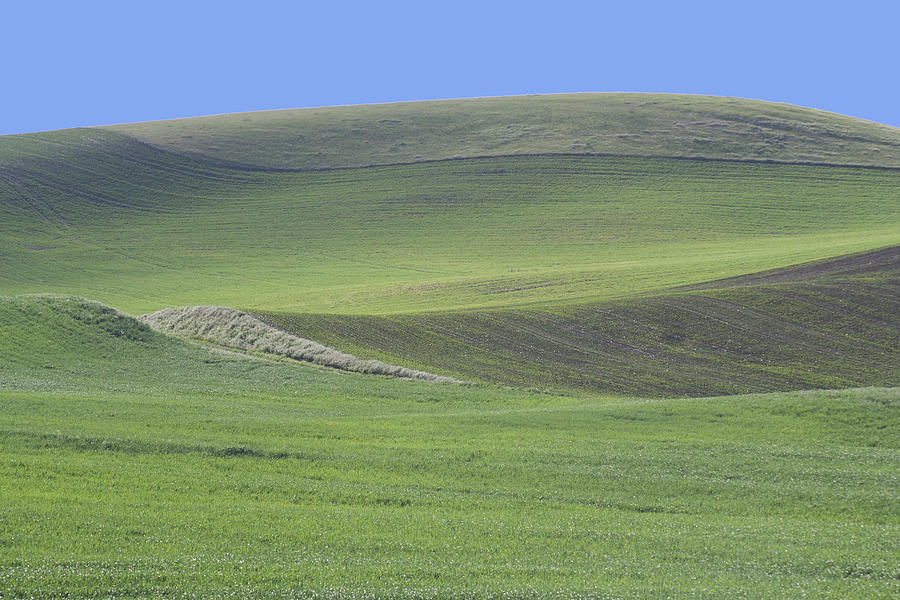 The Green Carpet Photograph by Carl Purcell - Fine Art America