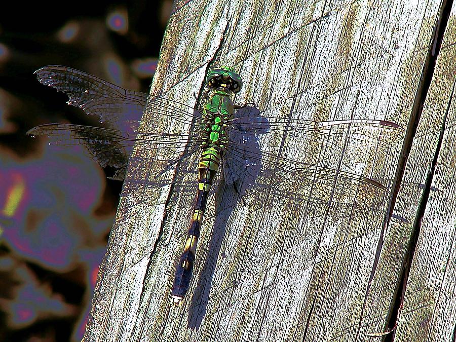 Insects Photograph - The Green Dragon by Jeffery Bennett