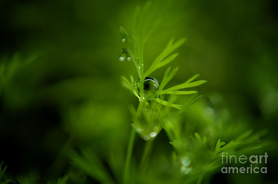 The Green Drop Photograph by Michelle Meenawong