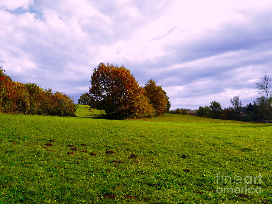 The green field Photograph by Jasna Dragun
