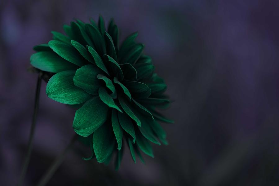 The Green Flower 2 Painting by Celestial Images