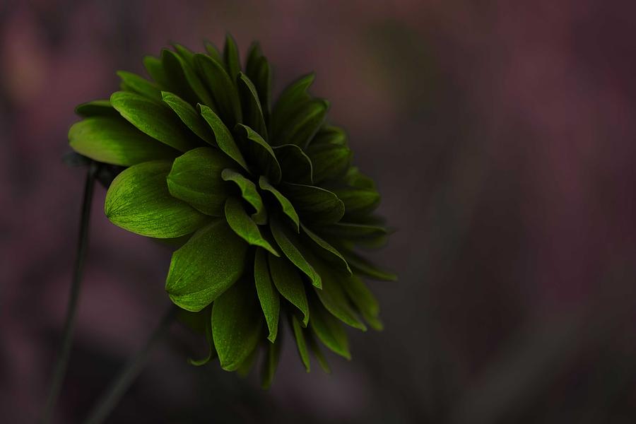 The Green Flower Painting by Celestial Images