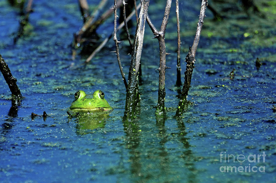 The Green Frog Photograph by Paul Mashburn