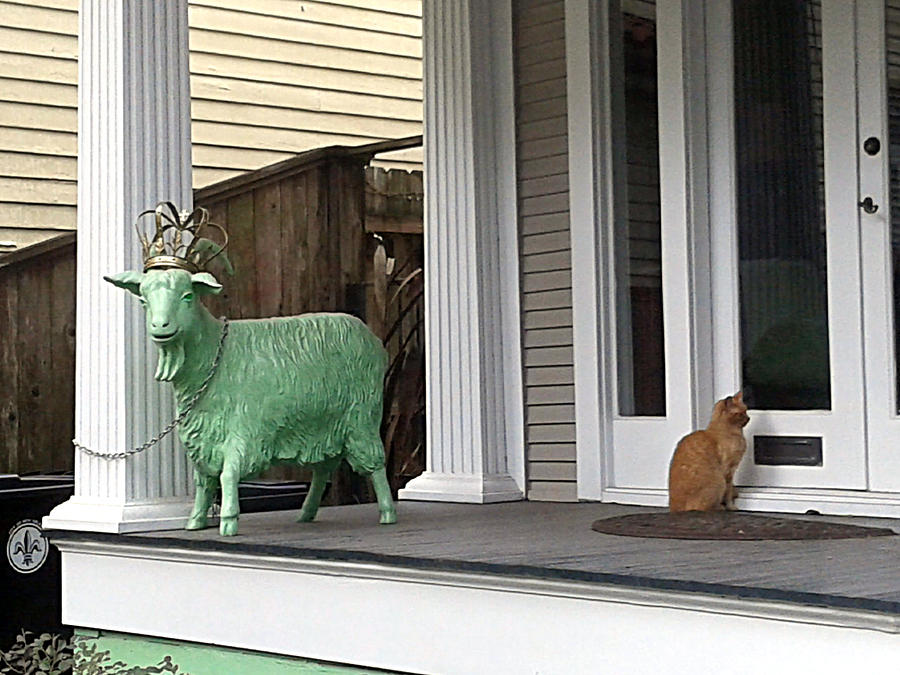 The Green Goat And The Tabby Cat Photograph by Michael Hoard