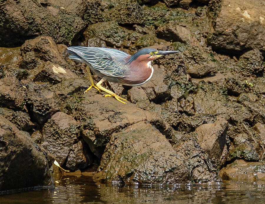 The Green Heron Photograph by Jerry Cahill