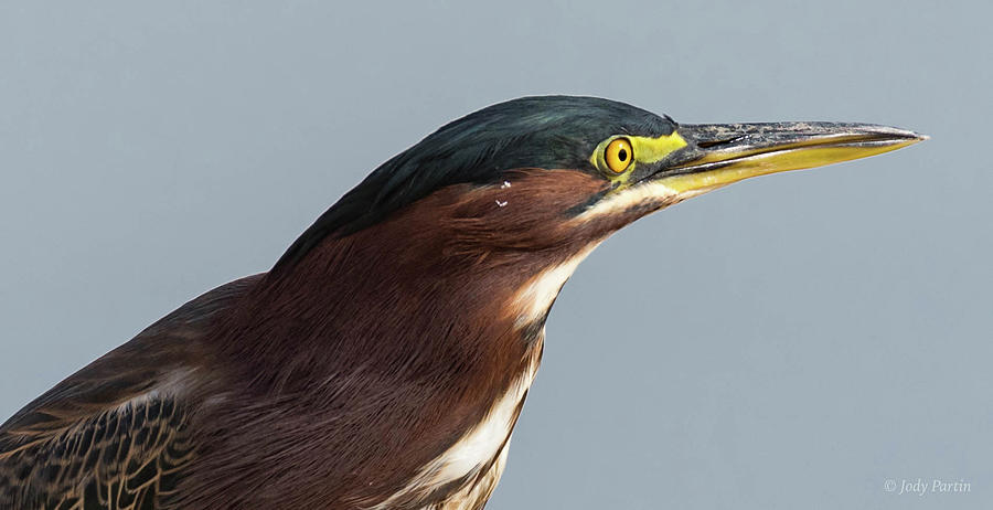 The Green Heron Photograph by Jody Partin