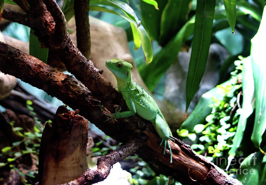 The Green Lizard Photograph by Michelle Meenawong