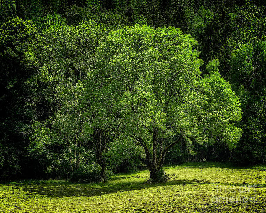The Green of Summer Photograph by Edmund Nagele FRPS