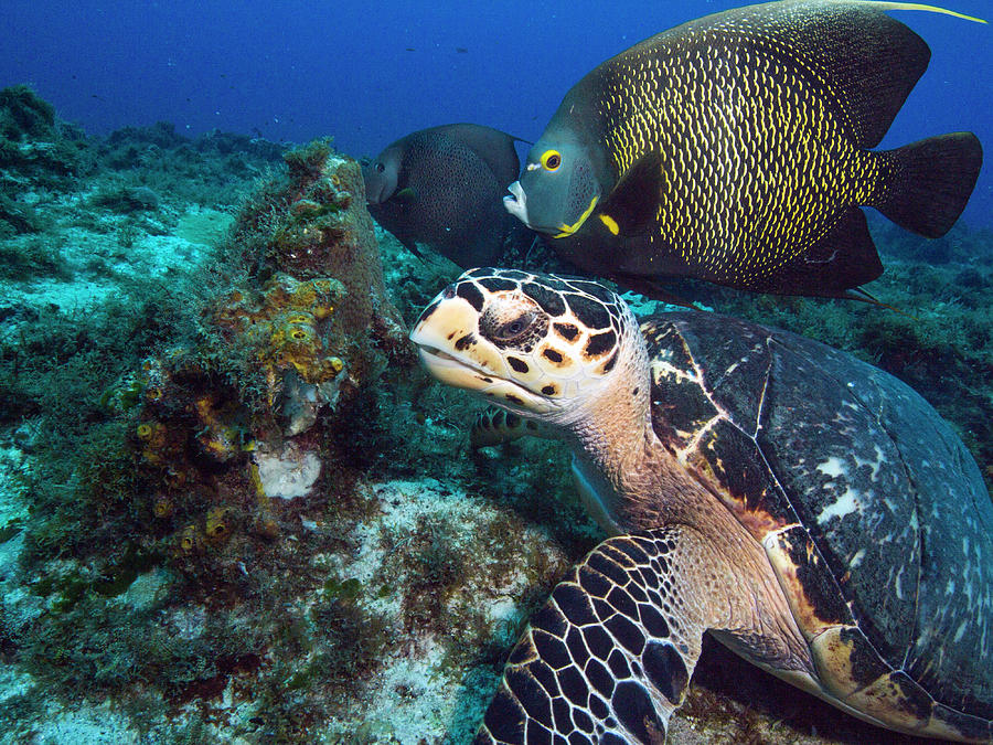 The Green Turtle and the Angelfish Photograph by Matt Swinden