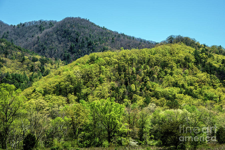 Appalachian Mountains Photograph - The Greening of Spring by Bernd Billmayer