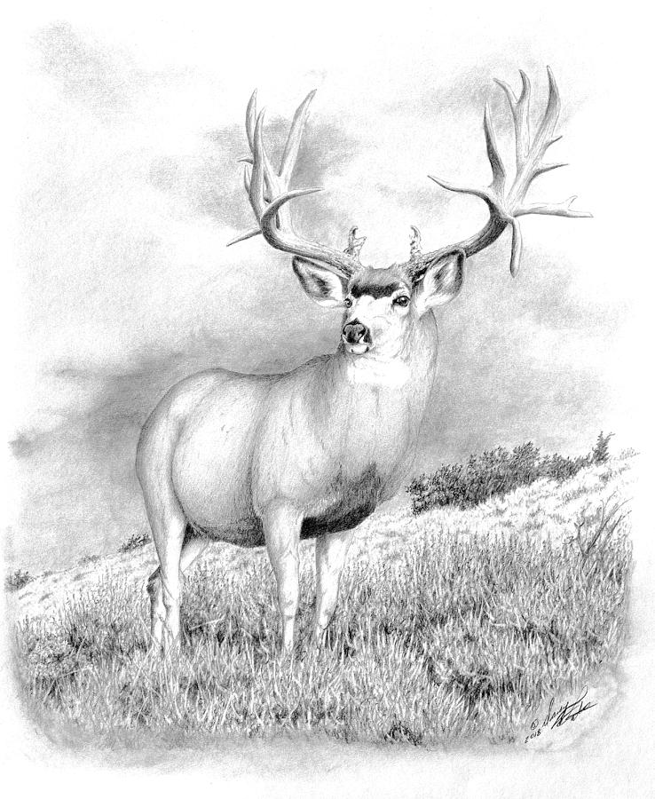 The Greenwood Buck Drawing by Darcy Tate