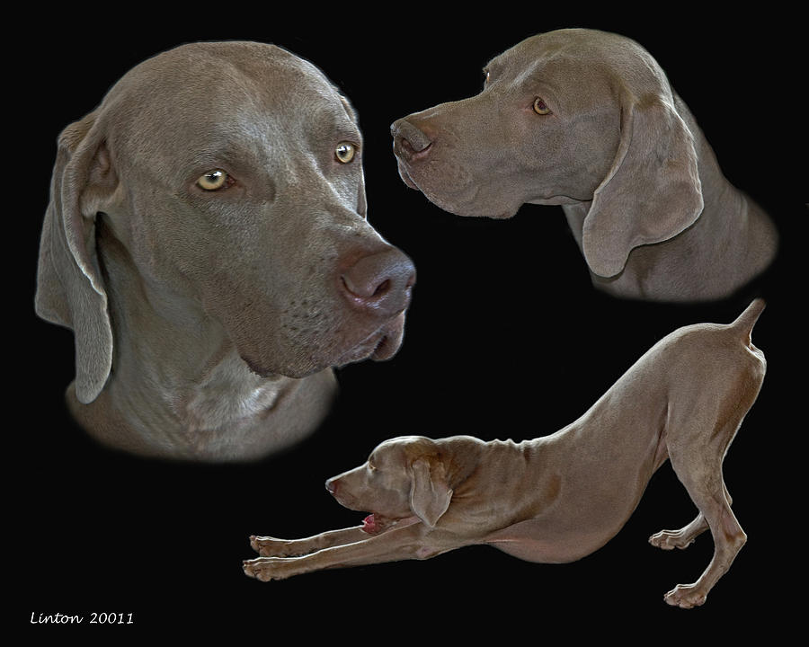 Weimaraner Photograph - The Grey Ghost by Larry Linton