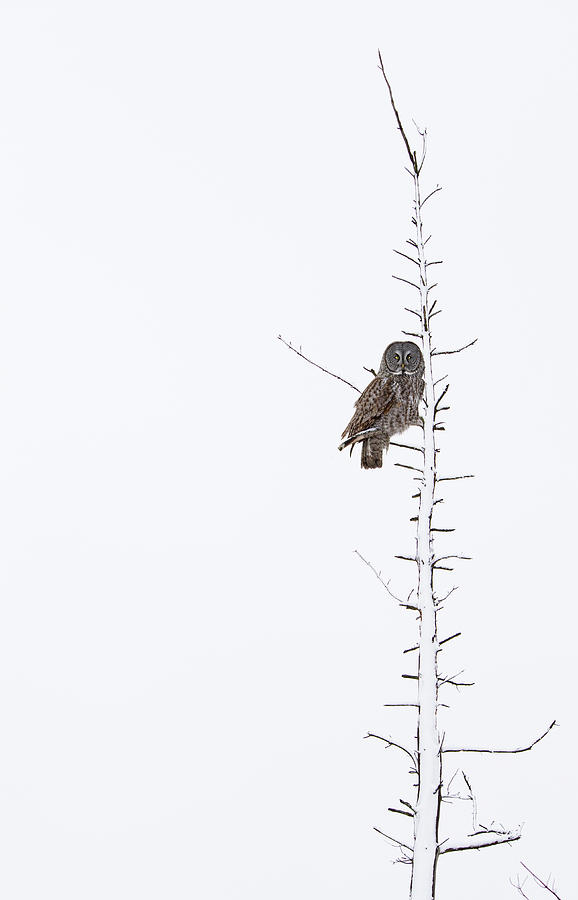 Winter Photograph - The Grey Hunter On White by Mircea Costina