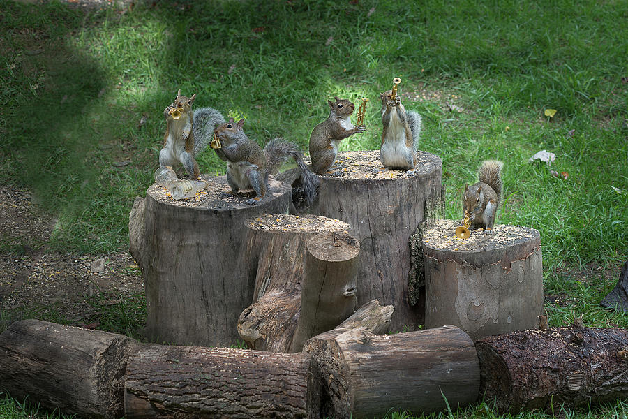 The Grey Squirrel Rowdy Tails Band making sweet music Photograph by Daniel Friend