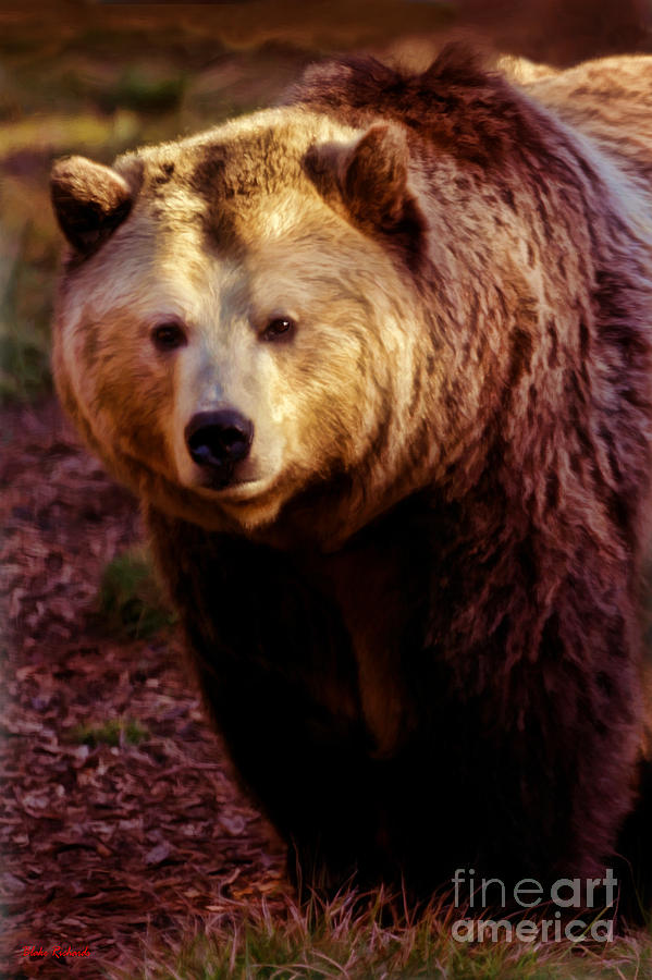 The Grizzly Bear Look Photograph by Blake Richards
