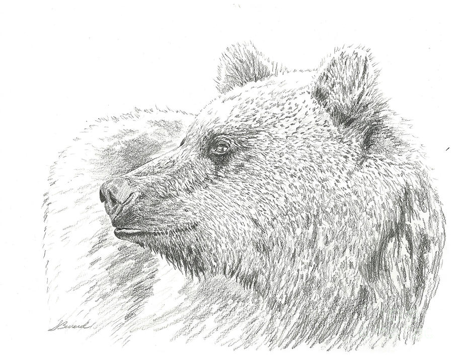 Wildlife Drawing - The Grizzly Bear by Sarah Bevard