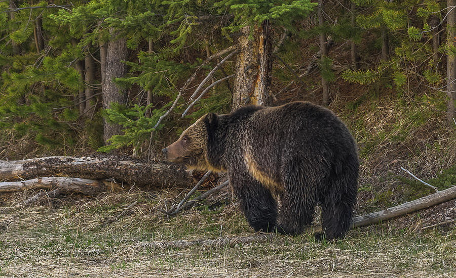 The Grizzly Beauty At Beryl Springs Photograph by Yeates Photography
