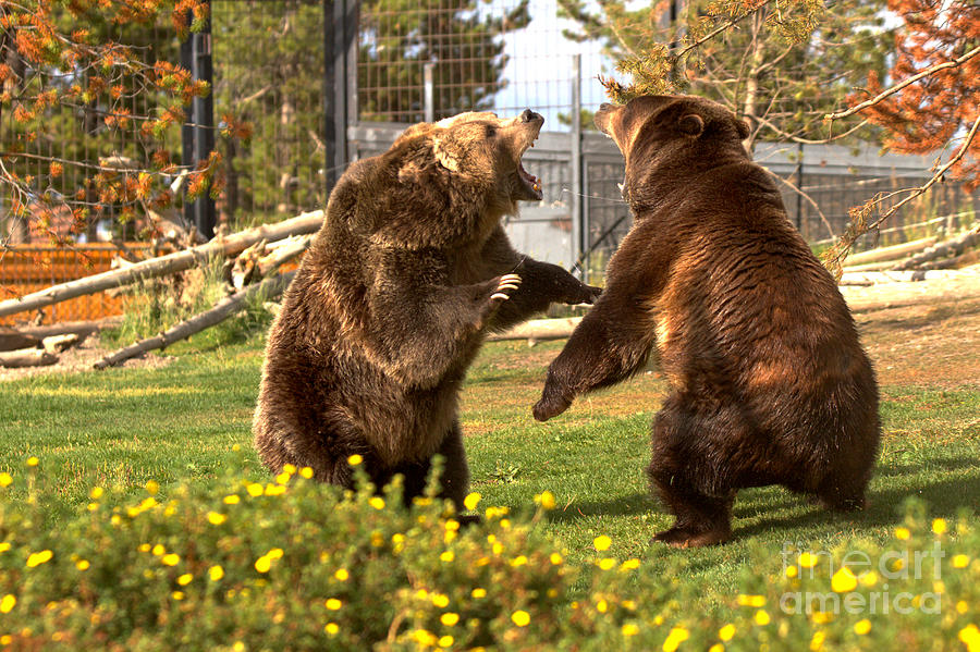 The Grizzly Brawl Photograph by Adam Jewell