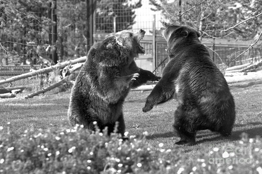 The Grizzly Brawl Black And White Photograph by Adam Jewell