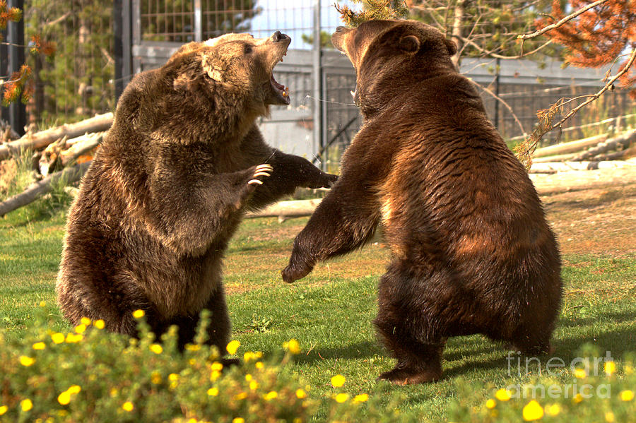 The Grizzly Brawl Closeup Photograph by Adam Jewell